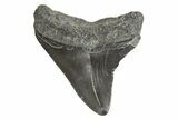 Juvenile Megalodon Tooth - South Carolina #340593-1